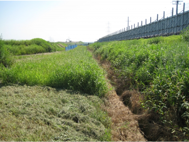 牧草のようですが、雑草です。
<BR>そして最大に敵でもありまが、強すぎます。