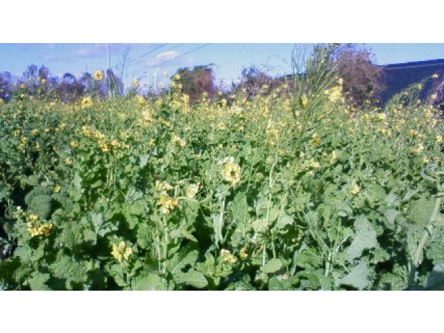 この季節に菜の花が満開です。寒さを和らげてくれました。