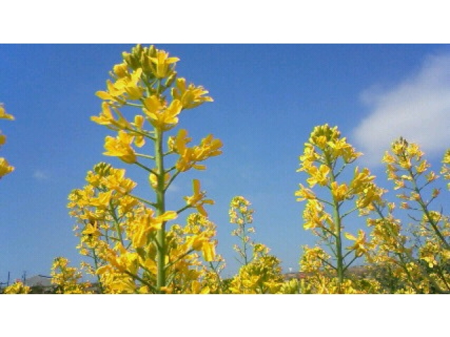 爽やかな空と菜の花畑