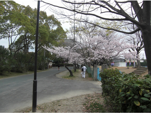 競技場周辺　桜が綺麗でした