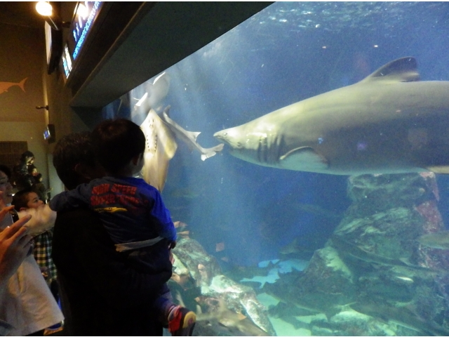 鳥羽水族館