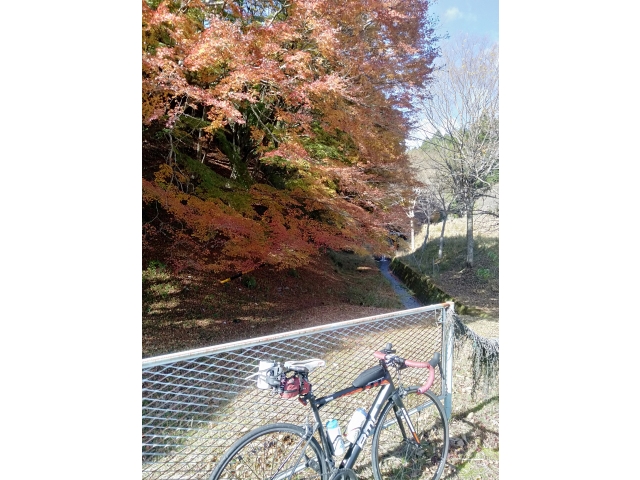 北上につれ、紅葉が綺麗になってきたっす！