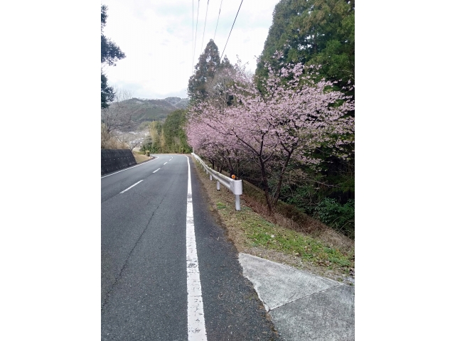 オレンジロード！春の息吹が聞こえてきました🌸