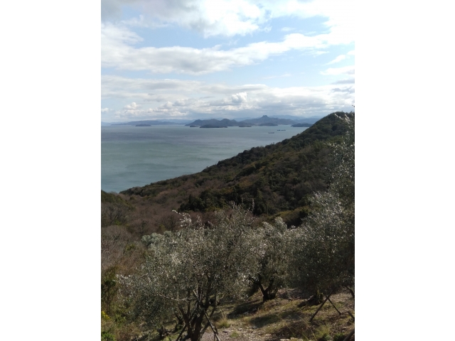 オリーブ農園。島のあちこちでオリーブの木が植えられてたっす👍