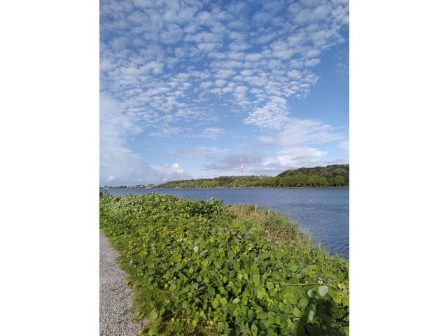 佐鳴湖一周ウォーキング（約6ｋｍ）暑さも有っていっぱいいっぱいです。