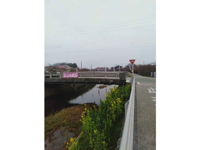 菜の花さくらまつり(●ˇ∀ˇ●)河津さくらはまだ少ししか咲いてないがもうすぐ春だな～