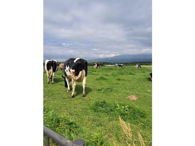 朝霧高原と言えば牛乳っす！