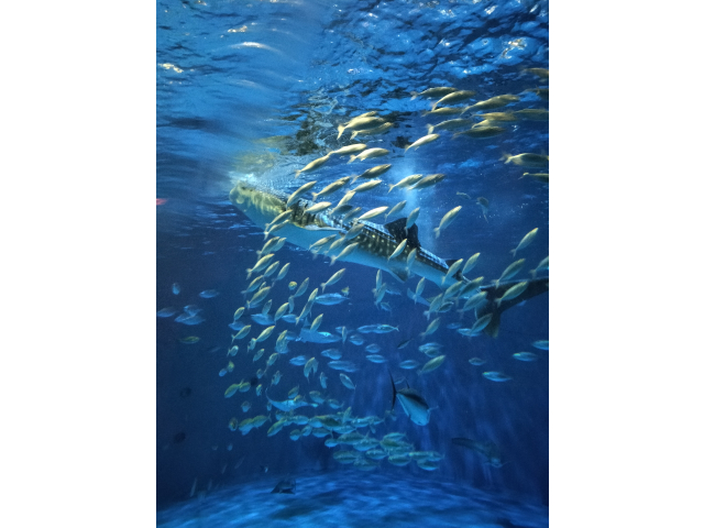 いや～水族館いいね！