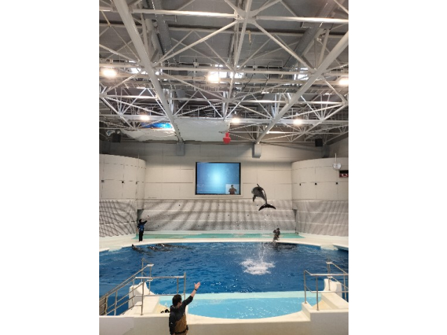 イルカショーを見学！初めてイルカショーを見たがなかなかのものです☺️